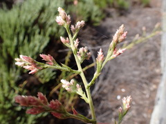 (c) Lia Keener, some rights reserved (CC BY) Pseudognaphalium ramosissimum, photograph (c) Lia Keener, some rights reserved (CC BY)