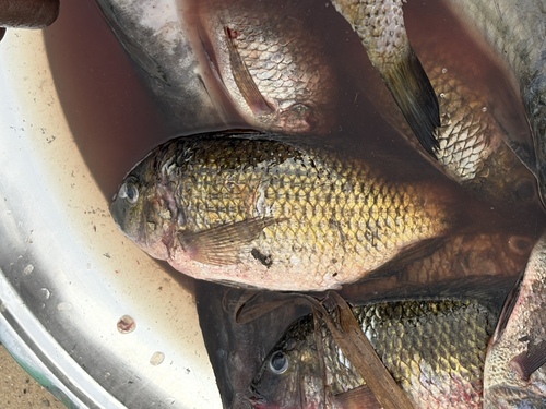 Guinean Tilapia