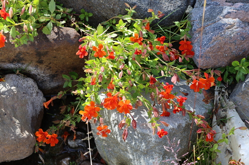Erythranthe cuprea, photograph 3