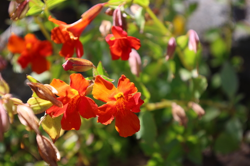 Erythranthe cuprea, photograph 4