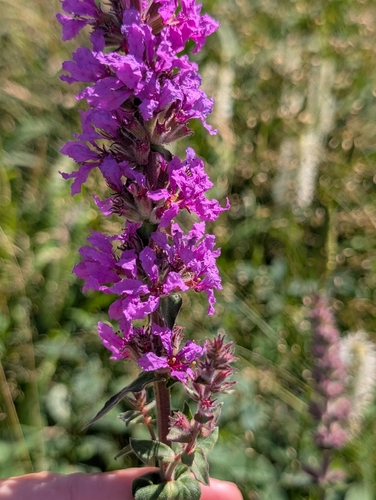 purple loosestrife