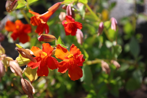 Erythranthe cuprea, photograph 5