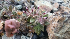 Collomia diversifolia