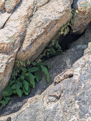three-leaved rattlesnake root