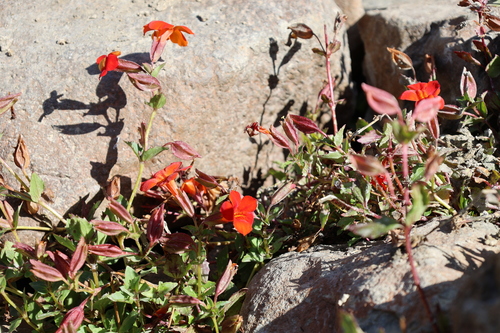 Erythranthe cuprea, photograph 2