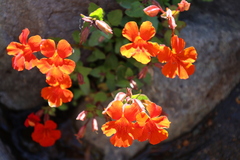 Erythranthe cuprea