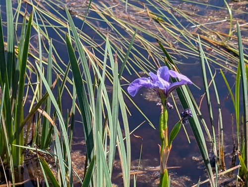 northern blue flag