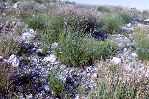 Lanaria lanata, photograph 6