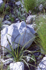Lanaria lanata, photograph (c) Tony Rebelo, some rights reserved (CC BY-SA)