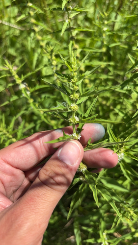 American bugleweed