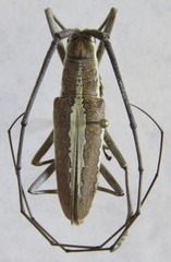 Neoptychodes trilineatus