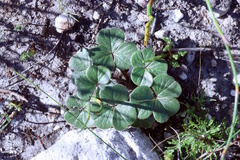 Oxalis truncatula, photograph (c) Tony Rebelo, some rights reserved (CC BY-SA)