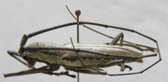 Neoptychodes trilineatus