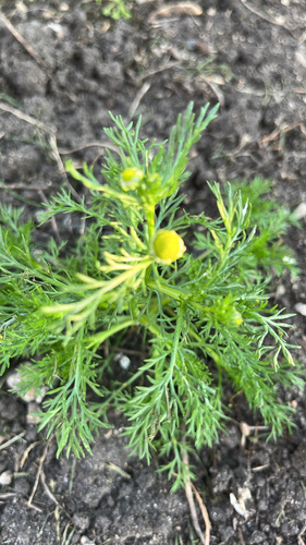 pineapple-weed