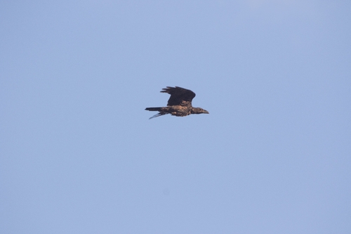 Common Raven