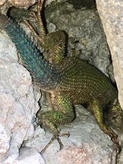 Sceloporus smaragdinus