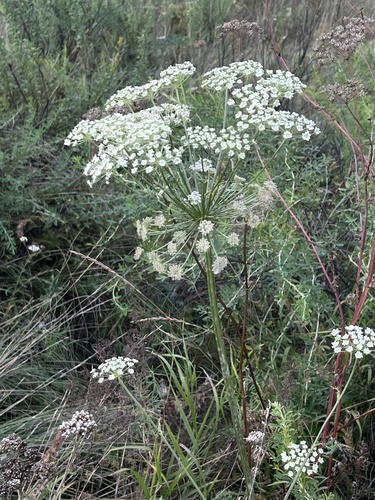 Moon Carrot