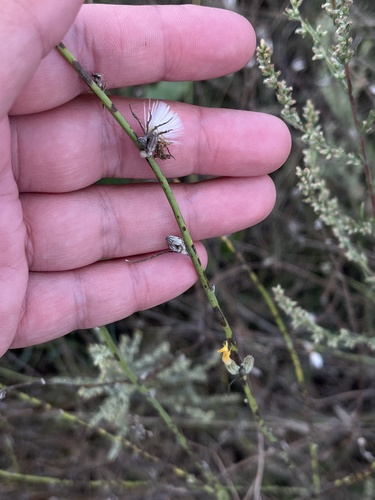 Rush Skeletonweed