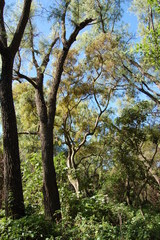 Albizia inundata