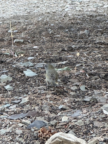 iNaturalist observation photo of Green-tailed Towhee