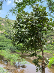 Butea monosperma