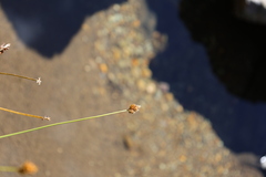 Carex macloviana, photograph (c) Grzegorz Grzejszczak, some rights reserved (CC BY-SA)