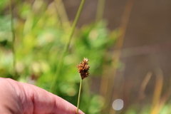 Carex macloviana