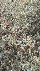 Buddleja incana, photograph (c) Lizet Mayli Mejía Penadillo, some rights reserved (CC BY-SA)