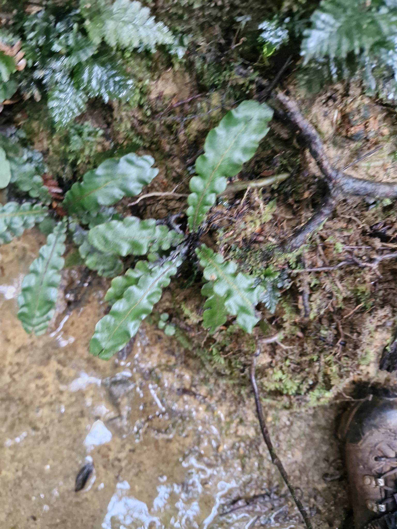 Cranfillia opaca (Cranfillia opaca)