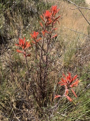 Castilleja subinclusa
