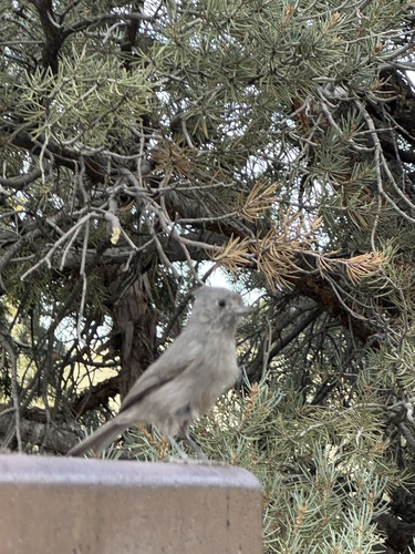 iNaturalist observation photo of Juniper Titmouse