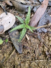 Gonatostylis (Gonatostylis)