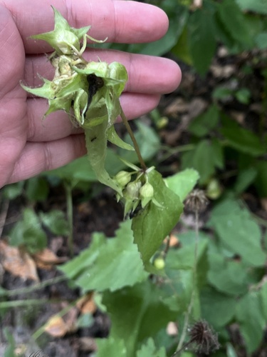 Nettle-leaved Bellflower
