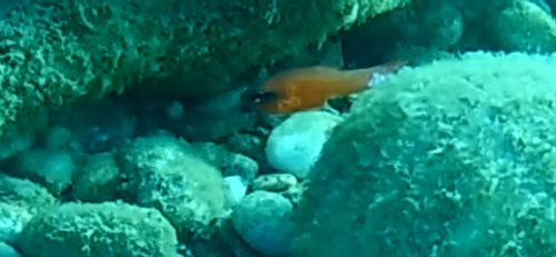 Mediterranean Cardinalfish