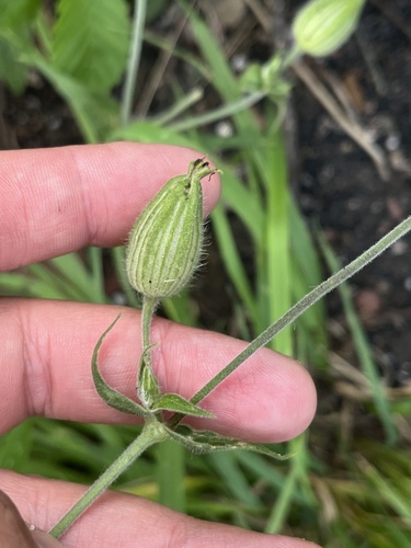 white campion