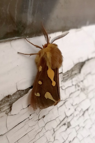 Arctia testudinaria