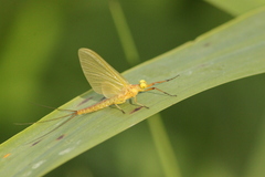 Potamanthus luteus