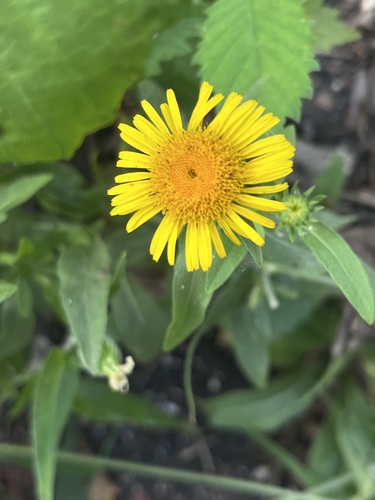 Meadow Fleabane