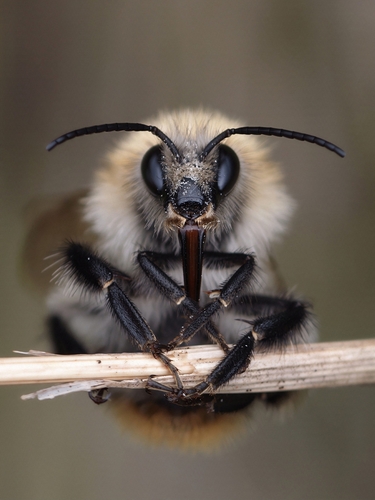 Common Carder Bumble Bee