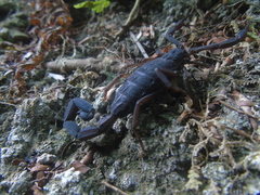 Centruroides gracilis