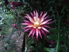 Selenicereus anthonyanus