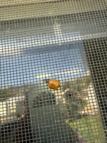 Asian Lady Beetle