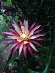 Selenicereus anthonyanus