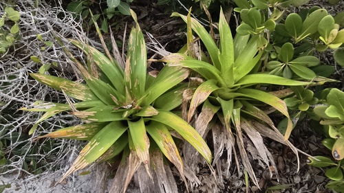 Vriesea neoglutinosa, photograph 2