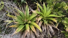 Vriesea neoglutinosa, photograph (c) fmunoz, some rights reserved (CC BY)