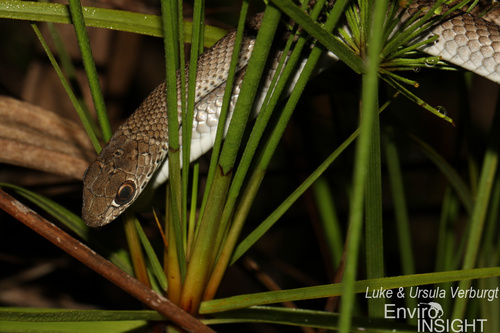 Olive Whip Snake