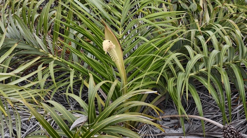 Allagoptera arenaria, photograph 3