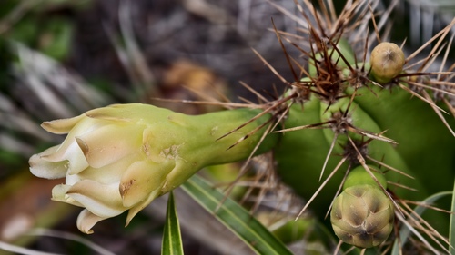 Pilosocereus arrabidae, photograph 5