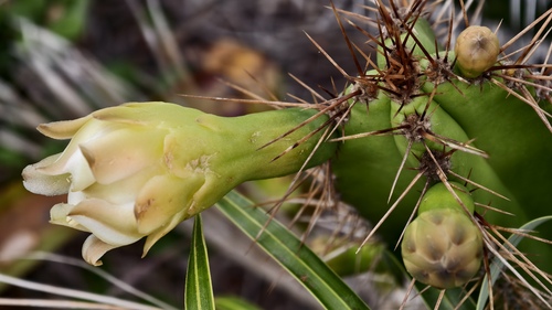 Pilosocereus arrabidae, photograph 4