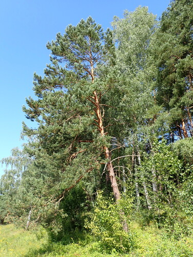Scots pine